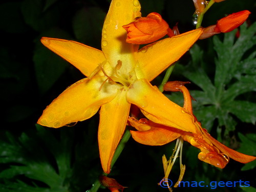 Crocosmia 'Star of the East'